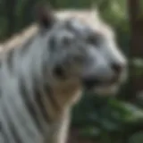 A lush forest environment showcasing the natural habitat of the White Bengal Tiger