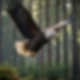 Bald eagle soaring above a pristine forest