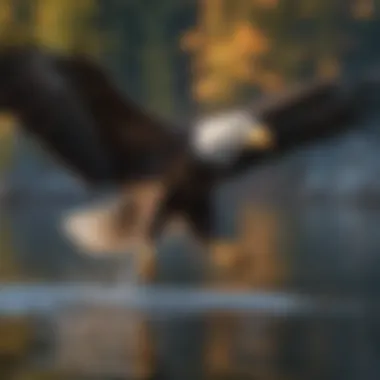Bald Eagle Hunting Bald eagle hunting over a lake with wings wide open