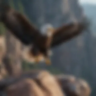 Bald Eagle on a Cliff Bald eagle perched on a rocky cliff with wings outstretched