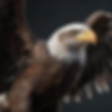Detailed View of Bald Eagle Wingspan Close-up of a bald eagle's wingspan spread wide