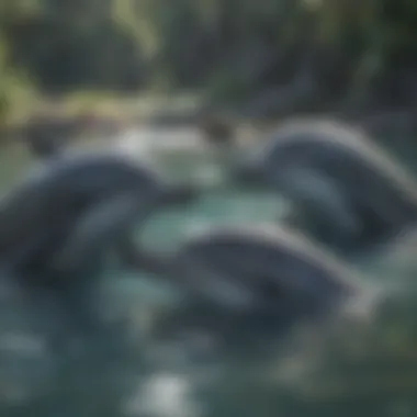 Dolphins interacting in a pod