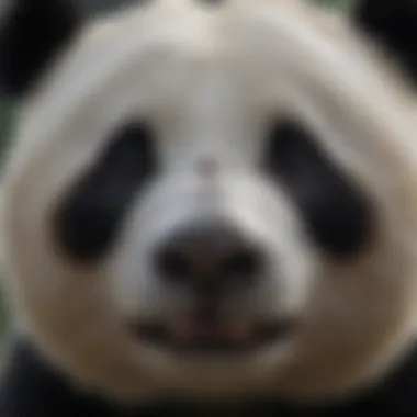 Close-Up of Panda's Face Close-up of a panda's face showcasing its distinct black and white markings.