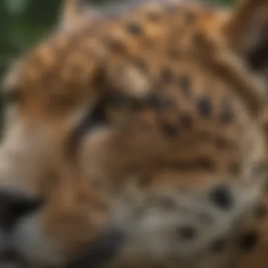 Close-up of a jaguar exhibiting its distinctive coat pattern.
