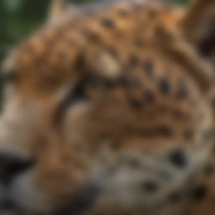 Close-up of a jaguar exhibiting its distinctive coat pattern.