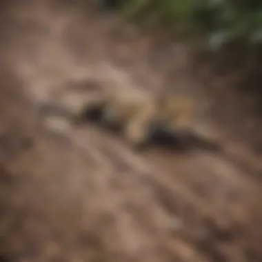 A close-up of jaguar tracks on muddy ground