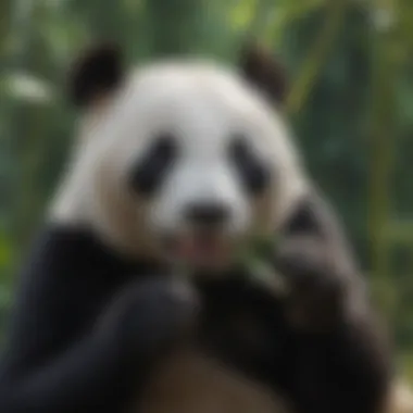 Giant Panda Enjoying Its Favorite Food Close-up of a giant panda munching on bamboo