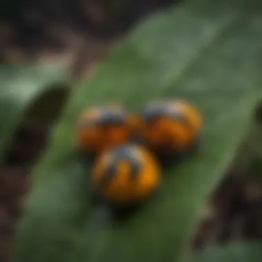 Close-up of poison dart frog eggs on a leaf