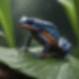 A vibrant poison dart frog perched on a leaf