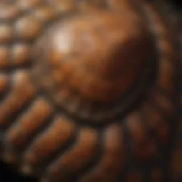 A close-up view of a turtle's shell showcasing its unique patterns and textures