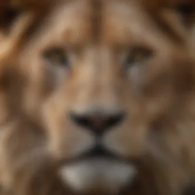 Lion's Gaze Close-up of a lion's powerful features and intense gaze