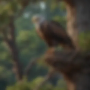 A stunning view of an eagle nesting in a tall tree