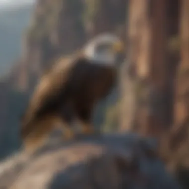 An eagle perched on a rocky cliff, surveying its territory