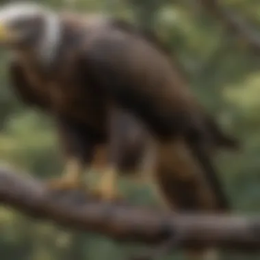 A close-up of an eagle's sharp talons gripping a branch