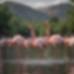 A flock of flamingos wading in a serene lagoon