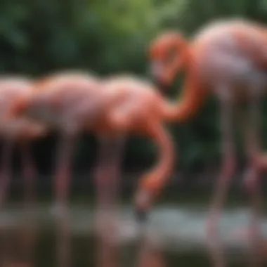 Flamingos forming a unique social structure while feeding