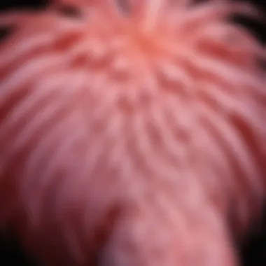 Vibrant Pink Feathers of a Flamingo Close-up of a flamingo showcasing its vibrant pink feathers