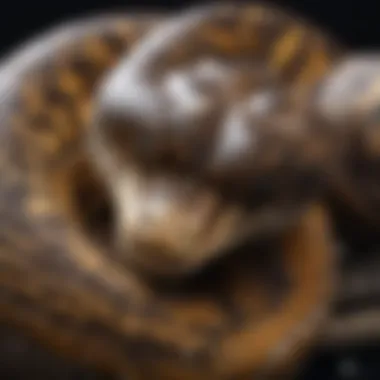 Key Anatomical Features of a Python Anatomical diagram highlighting key features of a python