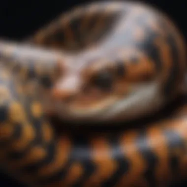 Diverse Colorations of Pythons A variety of pythons demonstrating different colorations