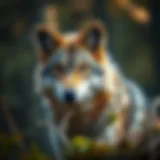 A majestic wolf in its natural habitat, highlighting its role in the ecosystem.