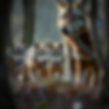 A pack of wolves demonstrating their complex social structures during a hunt.