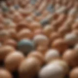 A diverse collection of eggs from various species in their natural habitats