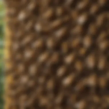 A vibrant bee colony showcasing social structure