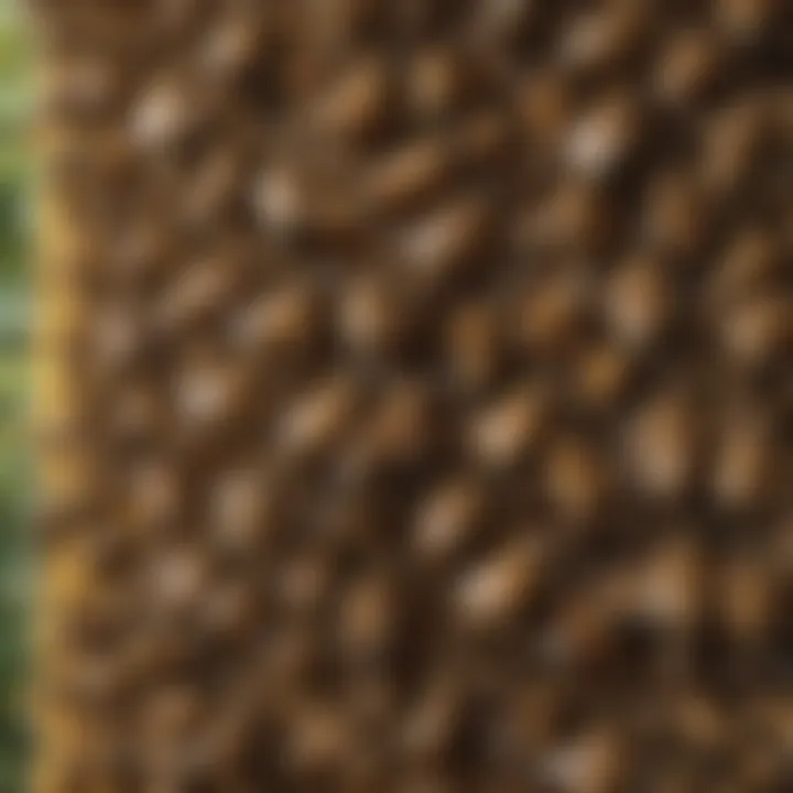 A vibrant bee colony showcasing social structure