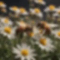 A close-up view of honey bees pollinating flowers