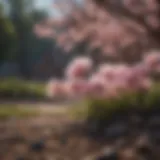 Blossoming flowers symbolizing the arrival of spring