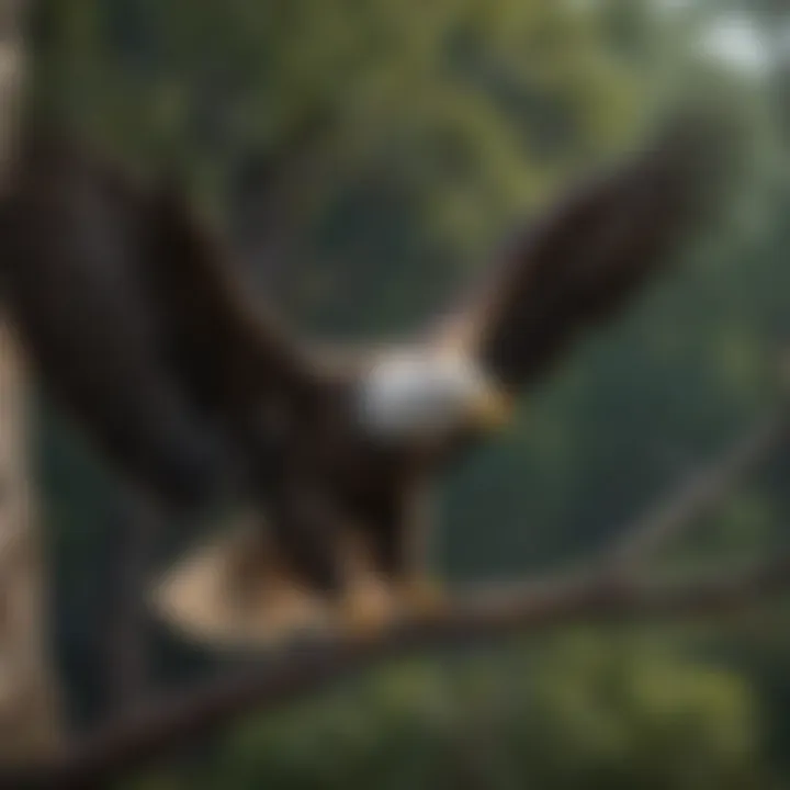 Bald Eagle perched on a tree branch, showcasing its wingspan