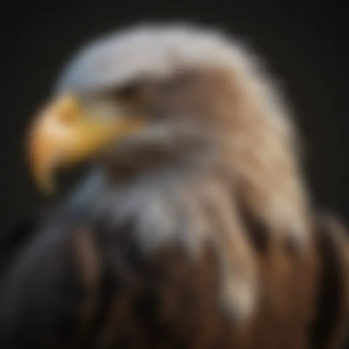 Close-up of a Bald Eagle's impressive talons