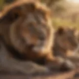 A majestic lion pride resting under the African sun, showcasing their social bonds.