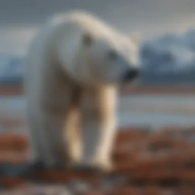 Impact of Climate Change on Polar Bear Habitat A visual representation of climate change effects on polar bear habitats, emphasizing ecological challenges.