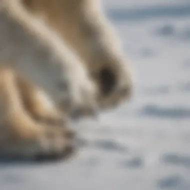 An impressive close-up of a polar bear's paws, illustrating their unique adaptations for hunting on ice.