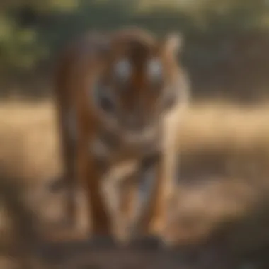 A striking image of a tiger roaming through an open savanna, highlighting the diversity of its habitats.