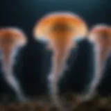 A mesmerizing deep-sea jellyfish illuminated by bioluminescence