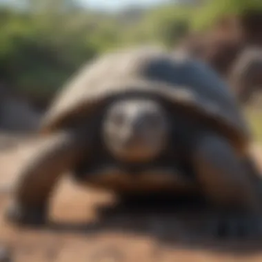 Giant tortoise in its natural habitat, highlighting conservation efforts.