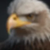 Female bald eagle showcasing its distinctive white head and yellow beak.