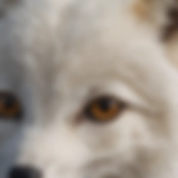 Close-up of Arctic fox fur, highlighting the texture and color variations influenced by environmental factors.