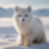 A striking Arctic fox in its winter coat, showcasing vibrant white fur against a snow-covered landscape.