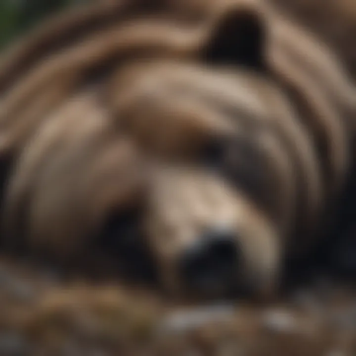 A close-up of a bear in a deep sleep, showcasing its peaceful demeanor