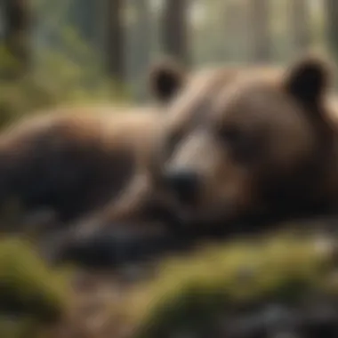 A diagram illustrating the environmental triggers that signal bears to hibernate.