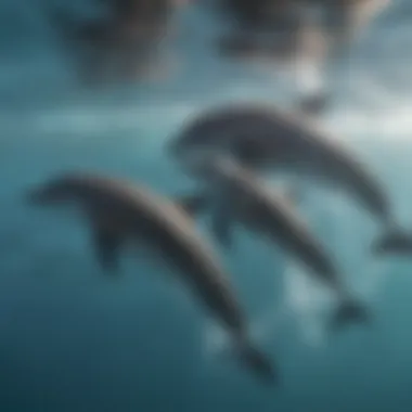 A group of bottlenose dolphins swimming together in a coordinated manner