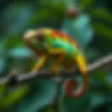A vibrant chameleon perched on a branch, showcasing its colors