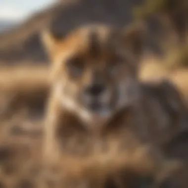 Cheetah seeking refuge from a lurking danger