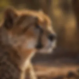 Cheetah observing from the shadows