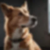 Dog exhibiting calm body posture