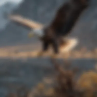 Map illustrating eagle migration routes
