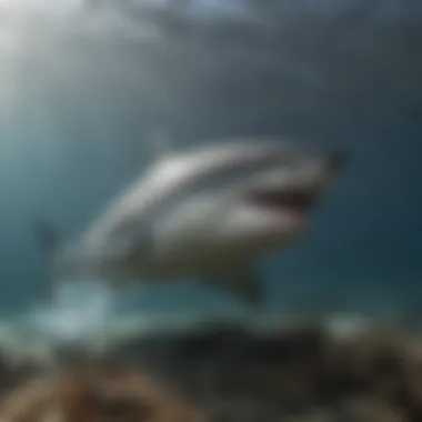 An underwater view of a great white shark hunting its prey